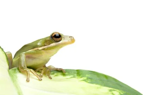 Green tree frog on leaf isolated Stock-Fotos
