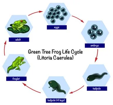 Green tree frog life cycle Stock Illustration