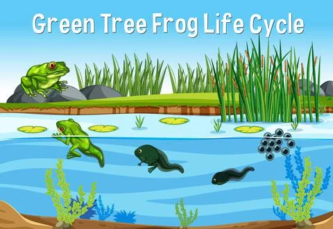 Green Tree Frog Life Cycle Stock Illustration