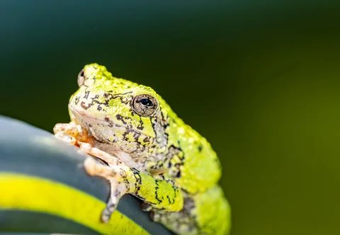 Green tree frog macro Stock Photos