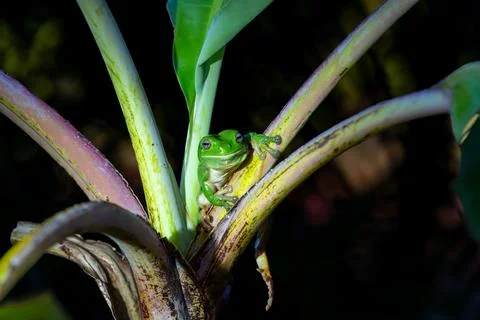 Green tree frog or Litoria caerulea sheltering in banana palm Stock Photos