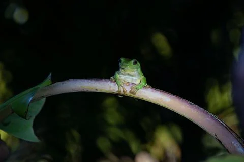 Green tree frog or Litoria caerulea sheltering and hanging on to curving st.. Stock Photos