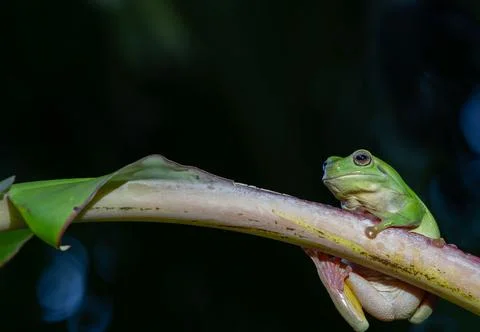 Green tree frog or Litoria caerulea sheltering and hanging on to stem of ba.. Stock Photos