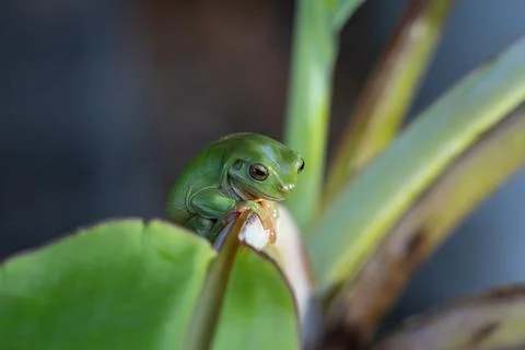 Green tree frog or Litoria caerulea sheltering and hanging on to stem of ba.. Stock Photos