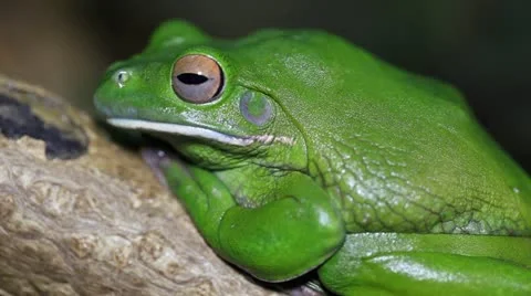 Green Tree Frog or White's Tree Frog or Dumpy Tree Frog (Litoria caerulea) 스톡 동영상 12690497