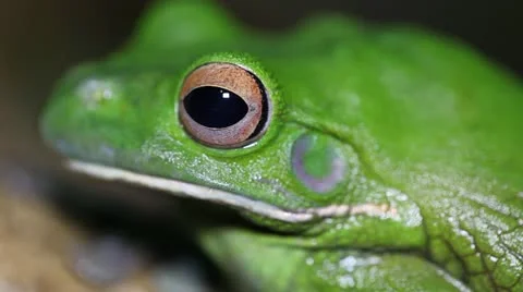 Green Tree Frog or White's Tree Frog or Dumpy Tree Frog (Litoria caerulea) wink 스톡 동영상 12690578