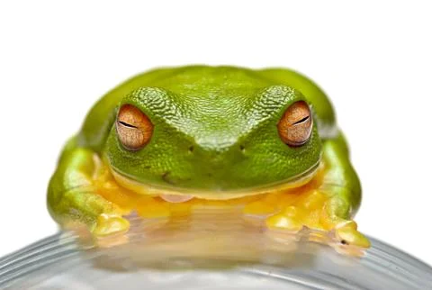 Green tree frog Stock Photos