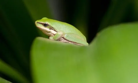 Green tree frog Foto stock