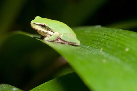 Green tree frog Stock Photos