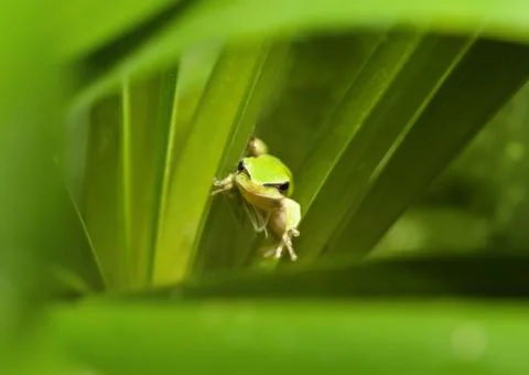 Green tree frog Stock Photos