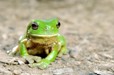 Green tree frog Stock Photos