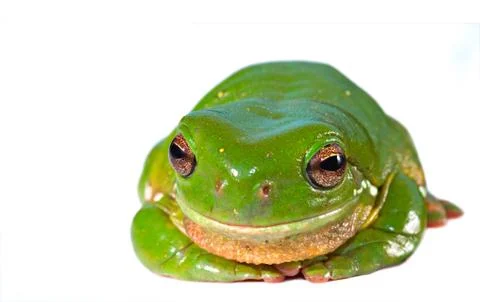 Green tree frog Stock Photos