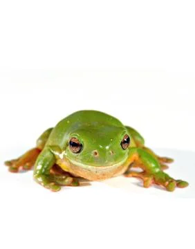 Green tree frog Stock Photos