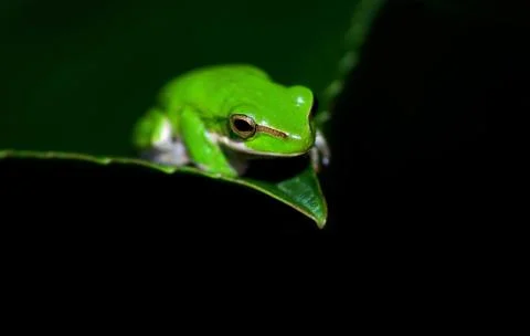 Green tree frog Foto stock