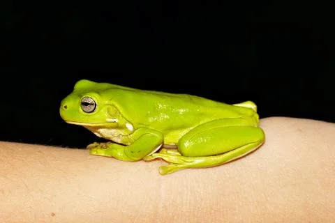 Green tree frog Foto stock