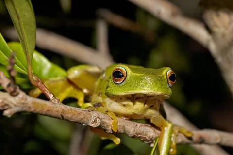 Green tree frog Stock Photos