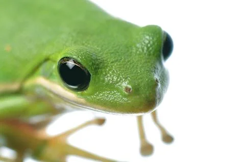 Green tree frog Stock Photos