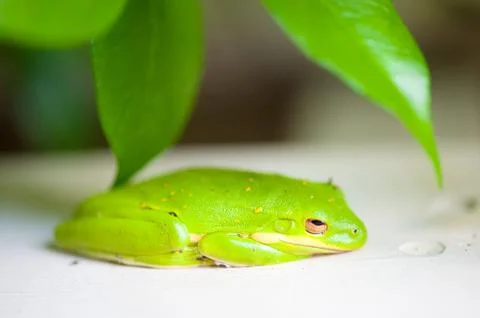 Green tree frog 库存照片