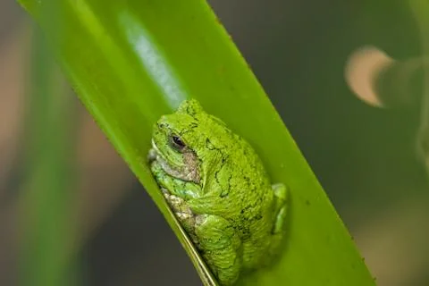 Green Tree Frog Stock Photos