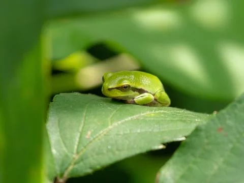 Green tree frog Stock Photos