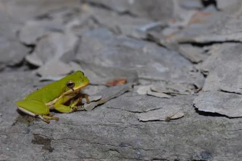 Green Tree Frog Stock Photos