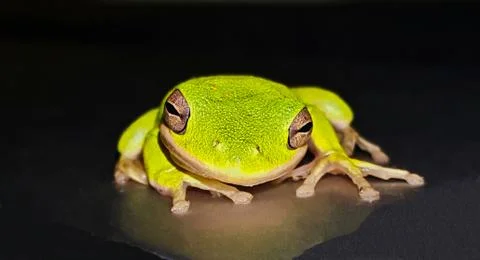 Green Tree Frog Stock Photos