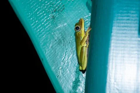 Green tree frog Foto stock