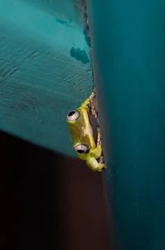 Green tree frog Stock Photos