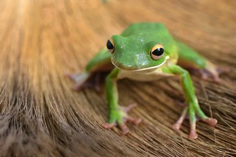 Green tree frog Foto stock