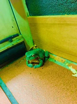Green tree frog Stock Photos