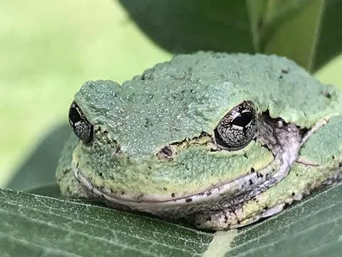 Green Tree Frog Stock Photos