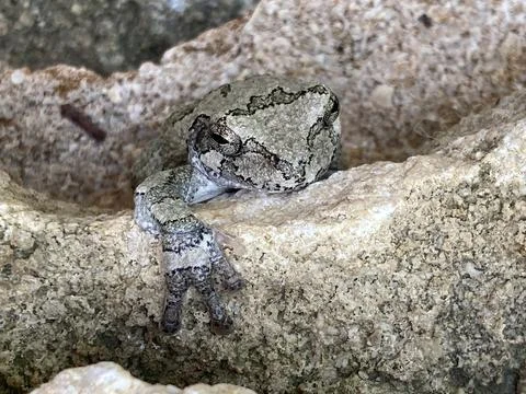 Green Tree Frog reaching up Stock Photos