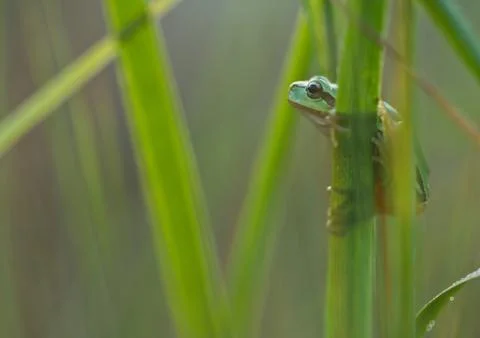Green Tree Frog on a reed leaf (Hyla arborea) in nature Stock Photos