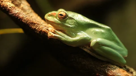 Green Tree Frog Resting on a Branch Stock Footage 906534
