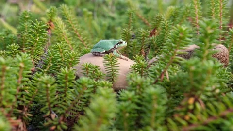 A green tree frog sits on a mushroom among the greenery. Stock Footage 303669136