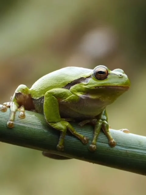 Green tree frog sitting on bamboo stalk 스톡 동영상 336329953