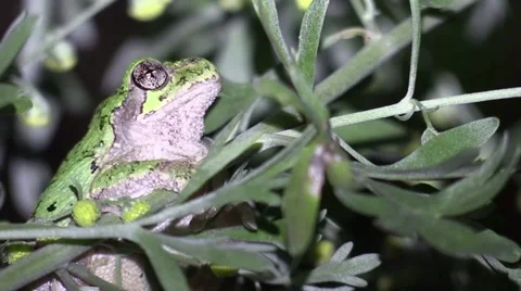 Green tree frog sitting on branch zoom out Stock Footage 65615534