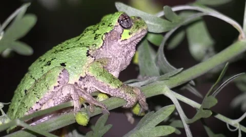 Green tree frog sitting on branch with night sounds Stock Footage 65618679