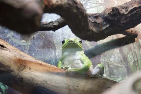 Green tree frog sitting on a branch in a zoo. Close up. Stock Photos