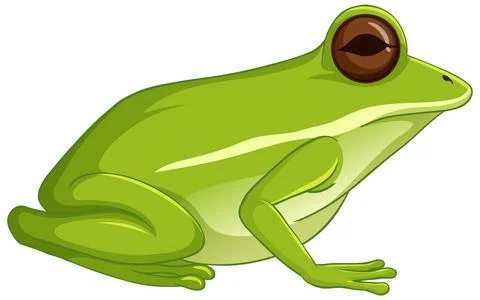 Green tree frog sitting isolated on white background 스톡 일러스트