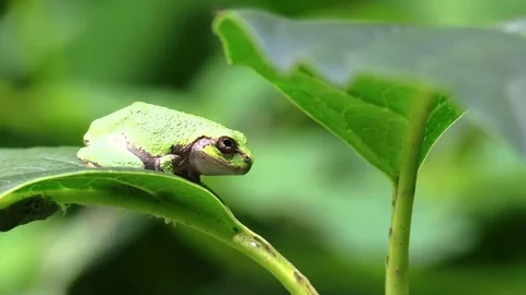 Green tree frog sitting on leaf in forest bug crawls below Vídeo Stock 79007729