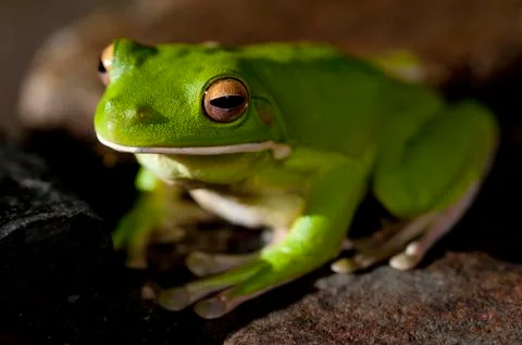 Green tree frog sitting on a stone Stock Photos