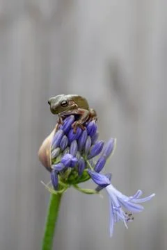 Green Tree Frog sitting on top of an Agapanthus ready to bloom Stock Photos