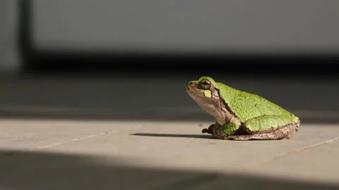 A Green Tree Frog in the Sun Video stock 151329127