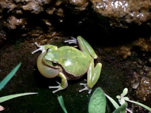 Green tree frog in the swamp at night. close up of frog chirp. closeup frog sing Stock Footage 149267674