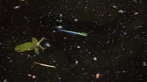 Green tree frog swimming in pond in nature in slow motion Stock Footage 113259848