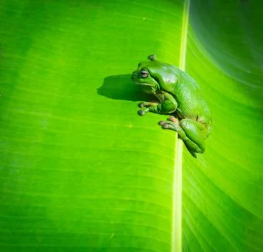 Green tree frog  on top of rib of banana palm leaf Stock Photos