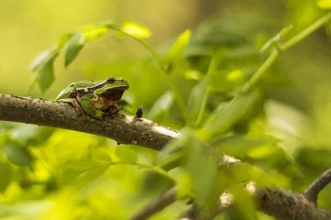 Green tree frog Tree frog - Hyla arborea sitting on a tree branch. There are  Stock Photos