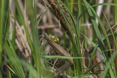 Green tree frog Tree frog - Hyla arborea sitting curled up on a stalk in a re Stock Photos