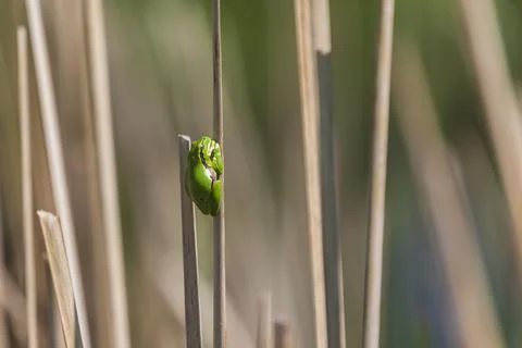 Green tree frog Tree frog - Hyla arborea sitting curled up on a stalk in a re Stock Photos